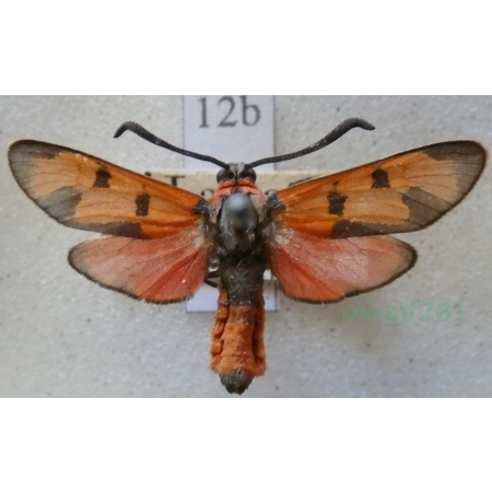 Zygaena laeta (Hübner, 1790) Austria12b